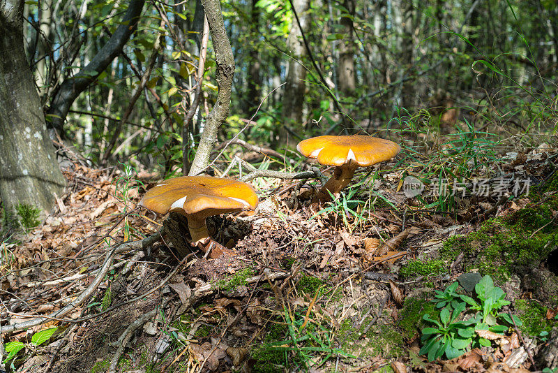 autumn forest mushrooms